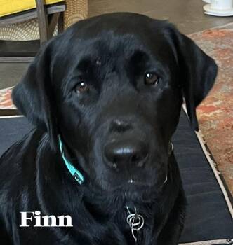 Finn & Albe (Adopting Separately) -  Labrador Retriever Dog for Adoption in Concord, California - Finn & Albe (Adopting Separately) | PetCurious