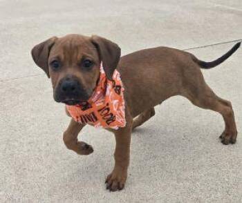 Jack -  Redbone Coonhound Dog for Adoption in Bucyrus, Ohio - Jack | PetCurious