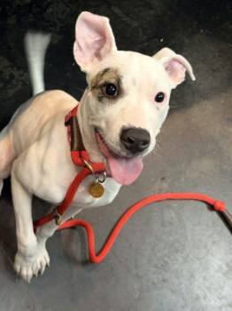 Bullseye -  Mixed Breed Dog for Adoption in Memphis, Tennessee - Bullseye | PetCurious