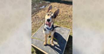 Mixed Breed Dogs Available for Adoption - Astraea | PetCurious