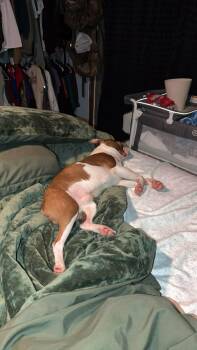 Boston Terrier Dogs Available for Adoption - Hooch Bo | PetCurious