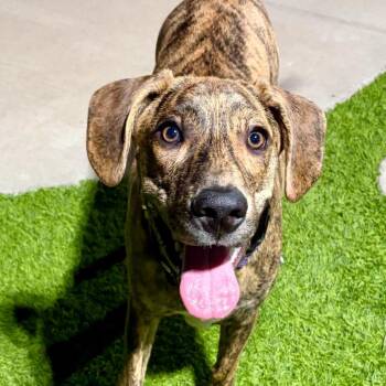 Elsa -  Plott Hound Dog for Adoption in Chandler, Arizona - Elsa | PetCurious