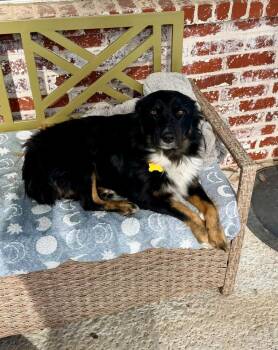 Australian Shepherd Dogs Available for Adoption - Halo | PetCurious