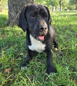 Basset Hound and Bulldog Dogs Available for Adoption in Springtown, Texas - Duckie | PetCurious