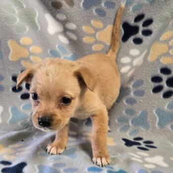 Labrador Retriever and Shepherd Dogs Available for Adoption - Arkansas | PetCurious