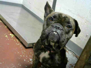 French Bulldog Rescue Dogs For Adoption Near Cabool Missouri Petcurious