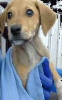 Rescue Shepherd and Mixed Breed Dogs for Adoption in Carrollton, Texas - Abe | PetCurious