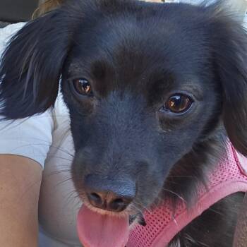 Whimsy -  Mixed Breed Dog for Adoption in Sonoma, California - Whimsy | PetCurious