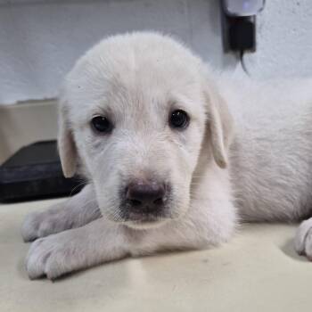 Olivia -  Great Pyrenees and Black Labrador Retriever Dog for Adoption in Ardmore, Oklahoma - Olivia | PetCurious