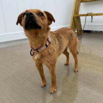 Flora -  Pug Dog for Adoption in Harrisonburg, Virginia - Flora | PetCurious