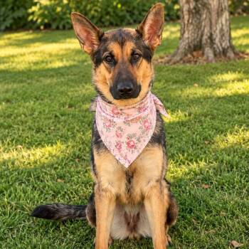 GINA GS -  German Shepherd Dog Dog for Adoption in Lucas, Texas - GINA GS | PetCurious