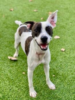 Ocie -  Mixed Breed Dog for Adoption in Munster, Indiana - Ocie | PetCurious