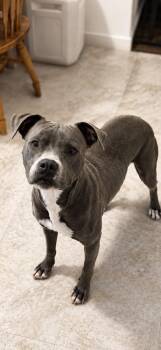 Pit Bull Terrier and American Staffordshire Terrier Dogs Available for Adoption in Carmel Hamlet, New York - Magnolia | PetCurious