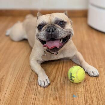 Marley -  French Bulldog Dog for Adoption in Grand Junction, Colorado - Marley | PetCurious