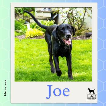 Labrador Retriever Dogs Available for Adoption in Oakville, Ontario - Joe | PetCurious