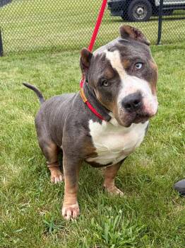 Achilles -  American Bully Dog for Adoption in Winchester, Virginia - Achilles | PetCurious