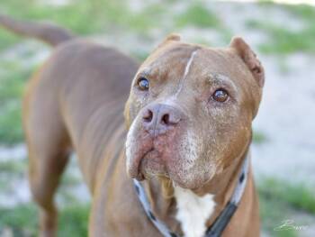 Bruno -  Terrier Dog for Adoption in Longview, Texas - Bruno | PetCurious