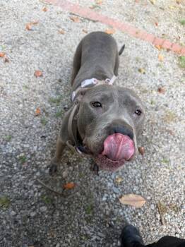 Maude -  Pit Bull Terrier Dog for Adoption in Henderson, North Carolina - Maude | PetCurious