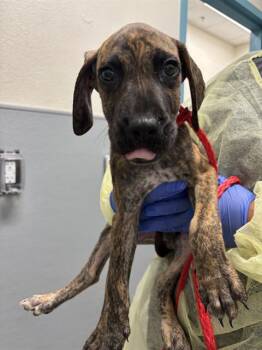 CUPCAKE -  Mastiff and Mixed Breed Dog for Adoption in Las Vegas, Nevada - CUPCAKE | PetCurious