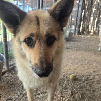 Cynder -  German Shepherd Dog Dog for Adoption in Taos, New Mexico - Cynder | PetCurious