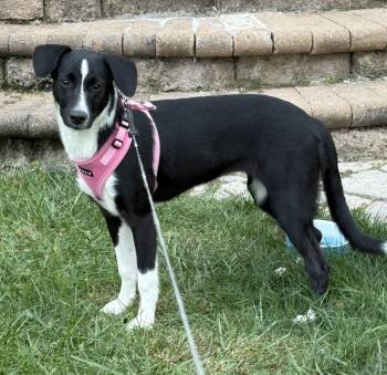 Rosa -  Mixed Breed Dog for Adoption in Columbia, Maryland - Rosa | PetCurious