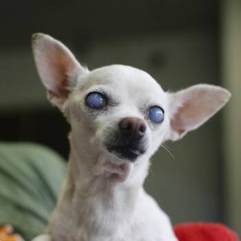 URSA MINOR -  Chihuahua Dog for Adoption in San Antonio, Texas - URSA MINOR | PetCurious