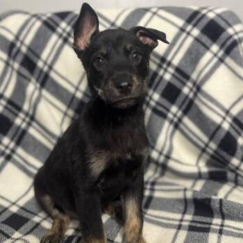 German Shepherd Dog and Australian Kelpie Dogs Available for Adoption in Friendswood, Texas - Linx Galaxy | PetCurious