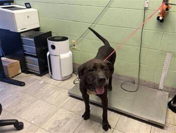 STITCH -  Mastiff and Mixed Breed Dog for Adoption in Grand Prairie, Texas - STITCH | PetCurious