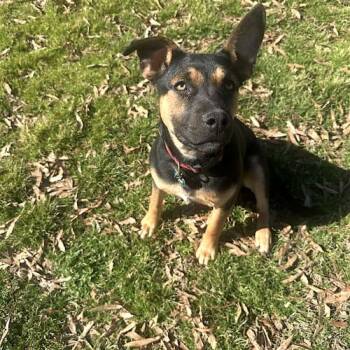 Shallee -  German Shepherd Dog and Cane Corso Dog for Adoption in Memphis, Tennessee - Shallee | PetCurious