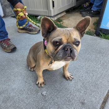 PEONY -  French Bulldog Dog for Adoption in Long Beach, California - PEONY | PetCurious