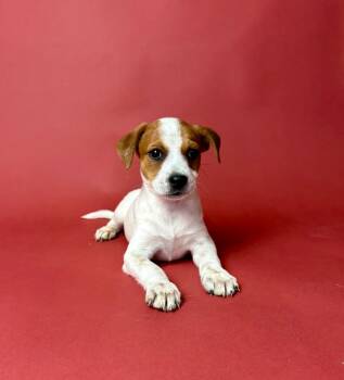 Rescue Chihuahua and Mixed Breed Dogs for Adoption in Alvin, Texas - Aquarius | PetCurious