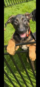 German Shepherd Dog Dogs Available for Adoption - Orange Male  | PetCurious