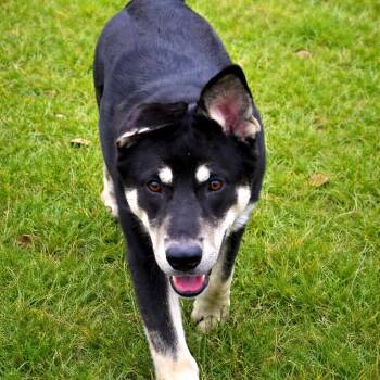 Scout "Scoutie Pie" -  Husky Dog for Adoption in Houston, Texas - Scout "Scoutie Pie" | PetCurious