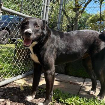 Kojo -  Mixed Breed Dog for Adoption in Keaau, Hawaii - Kojo | PetCurious