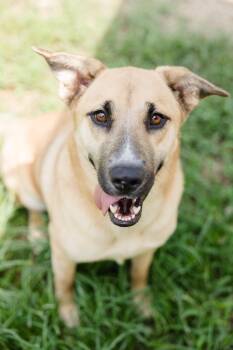 Biscuit -  German Shepherd Dog Dog for Adoption in Newburgh, Indiana - Biscuit | PetCurious