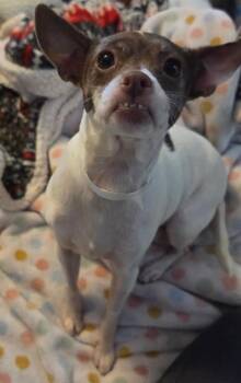 Chihuahua Dogs Available for Adoption in Lacona, New York - River | PetCurious