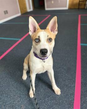 Husky Dogs Available for Adoption in Gloversville, New York - Bluey | PetCurious