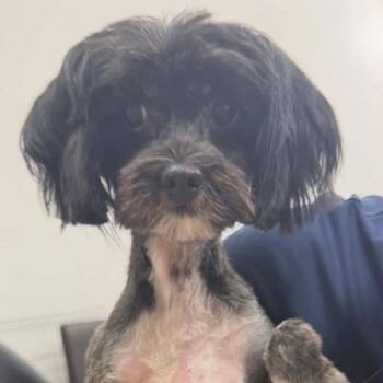Mariah OS NV -  Shih Tzu Dog for Adoption in Las Vegas, Nevada - Mariah OS NV | PetCurious
