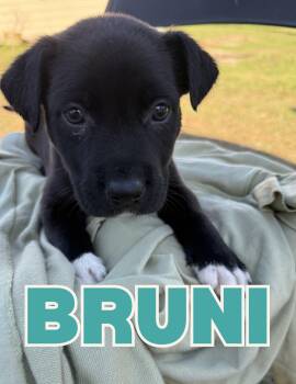 Black Labrador Retriever and German Shepherd Dog Dogs Available for Adoption - Bruni | PetCurious