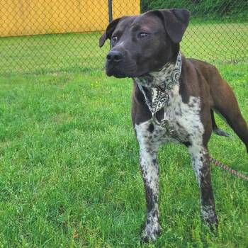 Hound Dogs Available for Adoption in Cabot, Arkansas - (Found) Ember | PetCurious