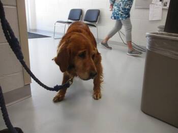 RUBBLE -  Golden Retriever Dog for Adoption in Ocala, Florida - RUBBLE | PetCurious