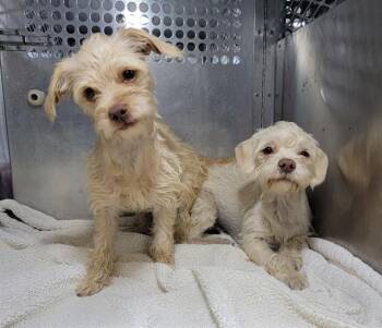 Parson Russell Terrier and Mixed Breed Dogs Available for Adoption in Tustin, California - KIWI | PetCurious