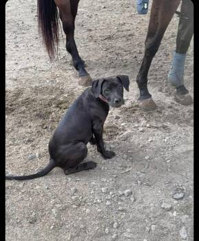 Poppy -  Labrador Retriever Dog for Adoption in Manchester, Connecticut - Poppy | PetCurious