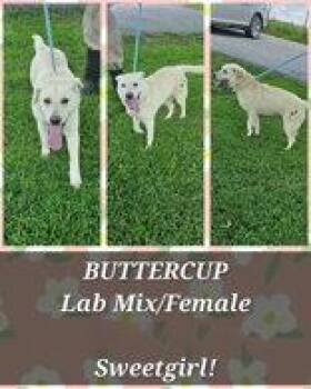 Buttercup -  Labrador Retriever Dog for Adoption in Newport, Kentucky - Buttercup | PetCurious