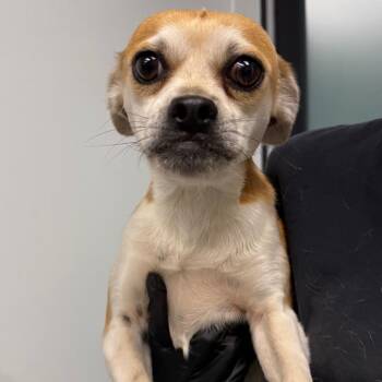 Smalls -  Chihuahua Dog for Adoption in Abilene, Texas - Smalls | PetCurious