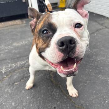 Pit Bull Terrier Dogs Available for Adoption in Northbrook, Illinois - Bumblebee | PetCurious