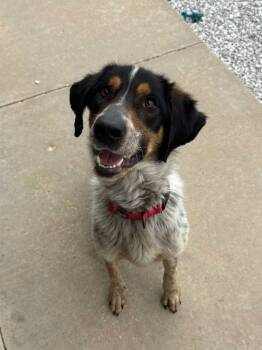 Rescue Australian Cattle Dog Blue Heeler and Mixed Breed Dogs for Adoption in Neosho, Missouri - Alicent | PetCurious