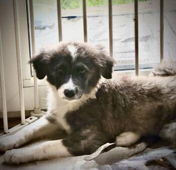 Opal Gemstone -  Anatolian Shepherd Dog for Adoption in Waunakee, Wisconsin - Opal Gemstone | PetCurious