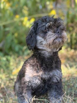 Audrey- Transport -  Poodle Dog for Adoption in Gradyville, Kentucky - Audrey- Transport | PetCurious