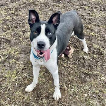 Siberian Husky and American Staffordshire Terrier Dogs Available for Adoption in Riverwoods, Illinois - Nettie | PetCurious